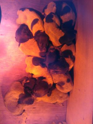 Puppies Puppies