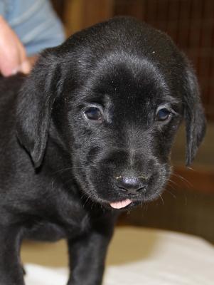Dollie and Nova Black male 3 Dollie and Nova Black male 3