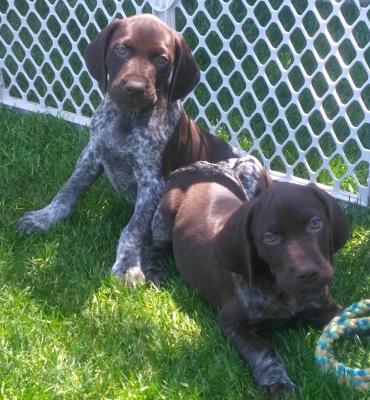 Mack on the left. Male.
Behr in the right. Male Mack on the left. Male.
Behr in the right. Male
