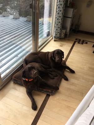our adult dogs our adult dogs