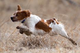 CH GUN Callie de Manchabarri WRT TAN In South Dakota at CEB-US Nationals Wild Trial CH GUN Callie de Manchabarri WRT TAN In South Dakota at CEB-US Nationals Wild Trial