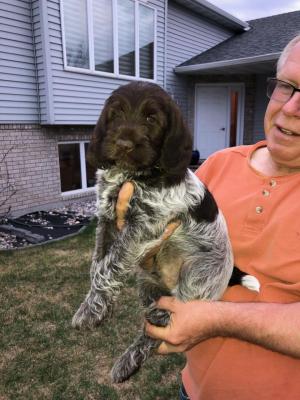 Pup #6 7 Weeks Pup #6 7 Weeks