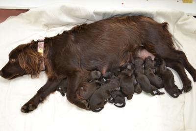 Mala with her last litter Mala with her last litter