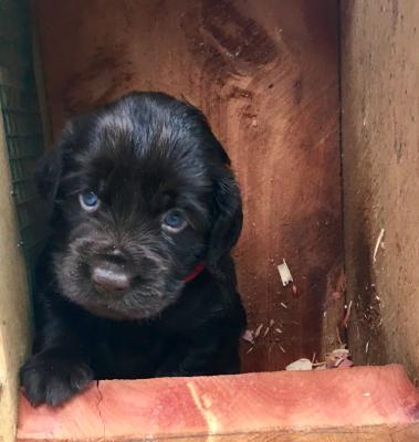 male pup at 4 weeks old male pup at 4 weeks old