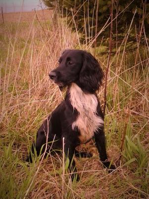 "Coulee" (Cheryls Copper Cady Girl SH CGC X Prairie Marsh McDougal) is super biddable and level headed. A very honest, steady gundog just starting to trial. Great nose with lots of stamina and soft mouth. Excels on grouse/woodcock. 26 lbs. Eyes: Clear, Hips: prelim-good at 23 months, DNA clear/unaffected for EIC, DM, PRA, FN and PFK "Coulee" (Cheryls Copper Cady Girl SH CGC X Prairie Marsh McDougal) is super biddable and level headed. A very honest, steady gundog just starting to trial. Great nose with lots of stamina and soft mouth. Excels on grouse/woodcock. 26 lbs. Eyes: Clear, Hips: prelim-good at 23 months, DNA clear/unaffected for EIC, DM, PRA, FN and PFK