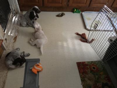 Pups playing. Pups playing.