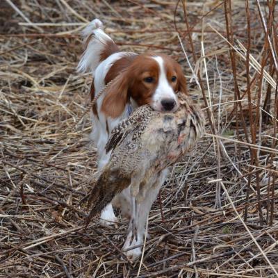 Granddam Garnet, GCH, JH & actively hunted over every year Granddam Garnet, GCH, JH & actively hunted over every year