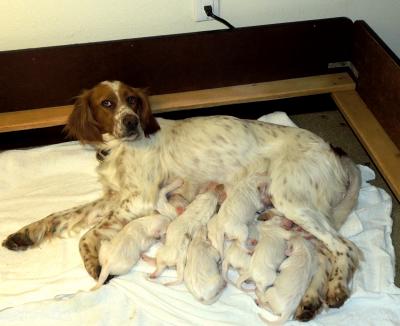 Harli with nine pups - 5 females, 4 males Harli with nine pups - 5 females, 4 males