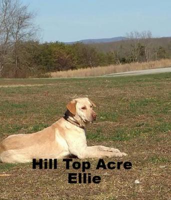 ELLIE ONE OF OUR FEMALES ELLIE ONE OF OUR FEMALES