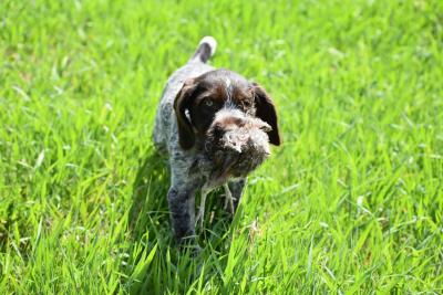retrieving retrieving