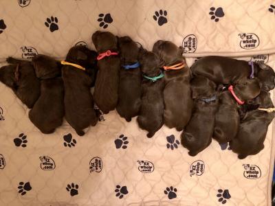 1 week old 1 week old