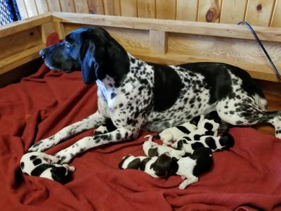 Kai and her pups, 8 total, 4 black and white & 1 liver male; 1 black and white female and 2 liver females. Kai and her pups, 8 total, 4 black and white & 1 liver male; 1 black and white female and 2 liver females.