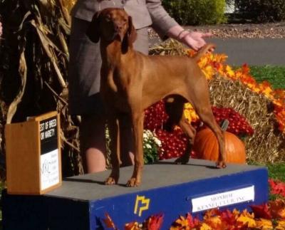 Sire: Gr Ch Whatas Buckley Brown Sire: Gr Ch Whatas Buckley Brown