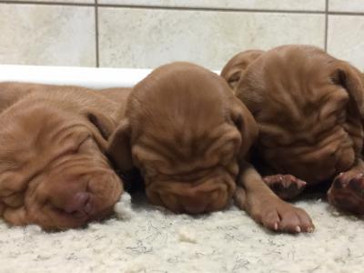 Pups Pups
