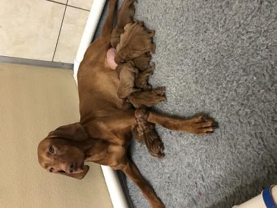 Pups born 6/2/2018
Males (7) & Females (3) Pups born 6/2/2018
Males (7) & Females (3)