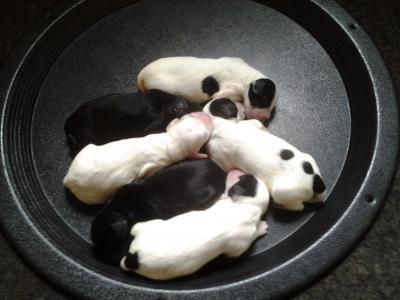 female available: top black pup. Males available: one of bottom two female available: top black pup. Males available: one of bottom two