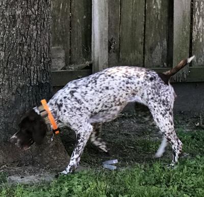 This is Layla, the mother of litter. She has hunted two seasons and is doing well. Great disposition, good nose, and very trainable. This is Layla, the mother of litter. She has hunted two seasons and is doing well. Great disposition, good nose, and very trainable.