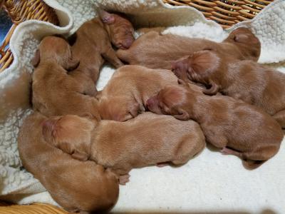 8 pups total we have deposits on 2 females and 2 males currently 4 males available. 8 pups total we have deposits on 2 females and 2 males currently 4 males available.