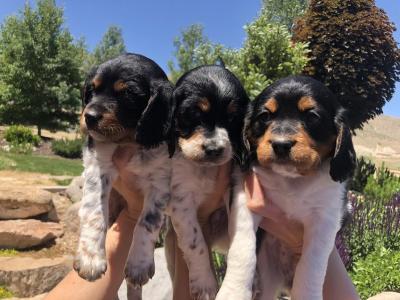 3 Females 3 Females