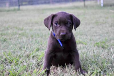 Blue collar male "Buddy JR" Blue collar male "Buddy JR"
