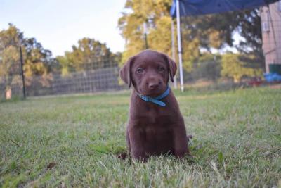 Light Blue collar male "Johnny" Light Blue collar male "Johnny"