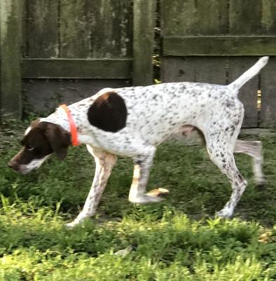 Cooper is the sire, NAVHDA. Three hunting seasons behind him - great dog! Cooper is the sire, NAVHDA. Three hunting seasons behind him - great dog!
