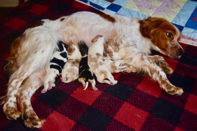 Callie with pups at 1 day old Callie with pups at 1 day old