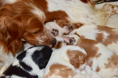 at 15 days old as of July 13 at 15 days old as of July 13