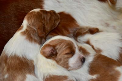 at 15 days old at 15 days old