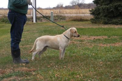 Dam of Litter #2 Johnsons Miss Independent
Dam of Litter #2 Johnsons Miss Independent