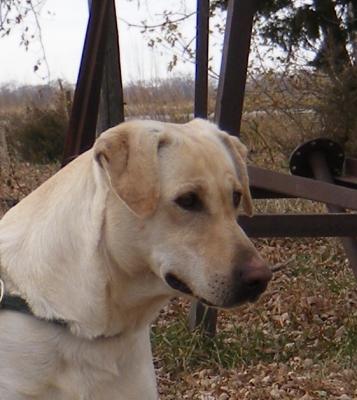 Dam of Litter #2 Jonsons Miss Independent Dam of Litter #2 Jonsons Miss Independent