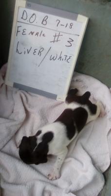 Liver/white female #3 Liver/white female #3