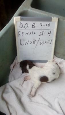 Liver/white female #4 Liver/white female #4