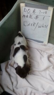 Liver/white male #1 Liver/white male #1