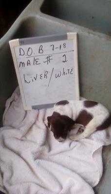 Liver/white male#2 Liver/white male#2