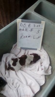 Roam male #3 Roam male #3