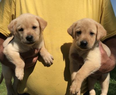 Pups For Sale Pups For Sale
