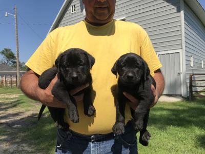 Pups For Sale Pups For Sale