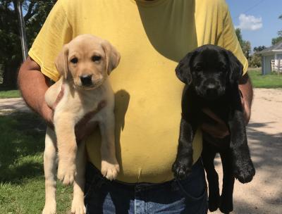 Pups For Sale! Litter #1 Pups For Sale! Litter #1