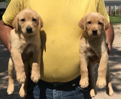 Pups For Sale! Litter 1 Pups For Sale! Litter 1