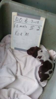 Roam female #2 Roam female #2