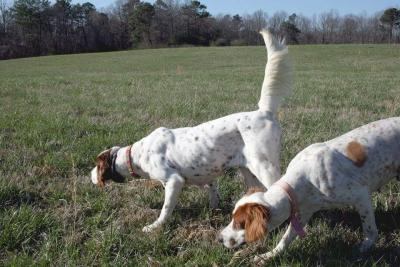 Hunting with Setters Hunting with Setters