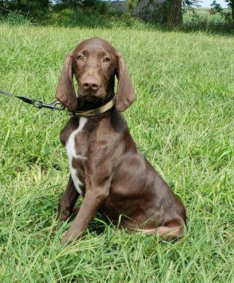 Liver male Liver male