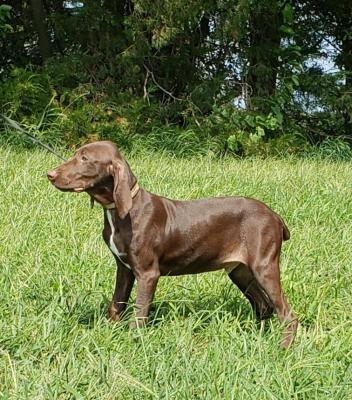 Liver male Liver male