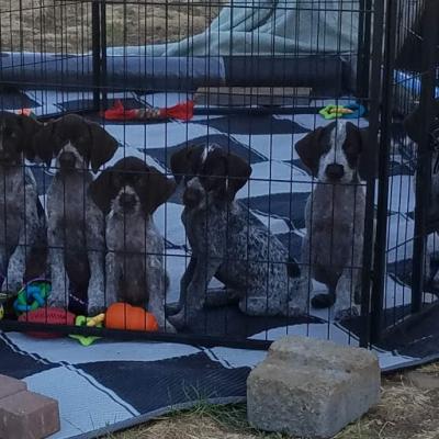 3 Males & 3 Females 3 Males & 3 Females