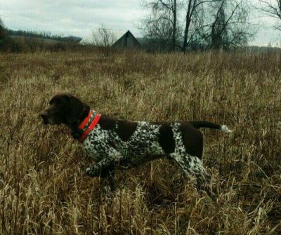 Mon Yough Rivers' Basin (call name Mason). Mason owned by Nick Beal of Acme, PA. Mon Yough Rivers' Basin (call name Mason). Mason owned by Nick Beal of Acme, PA.