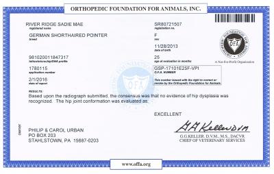 Sadie has excellent hips as certified by OFA. Sadie has excellent hips as certified by OFA.