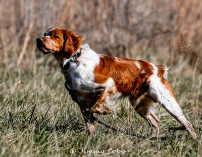Sire: Natty Dread Du Ten Bar Ranch Sire: Natty Dread Du Ten Bar Ranch