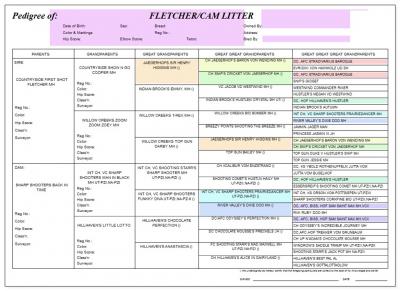 Cam/ Fletcher pedigree Cam/ Fletcher pedigree