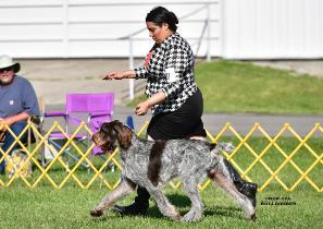 Sire (GCH Jasper) at Spinone National Sire (GCH Jasper) at Spinone National